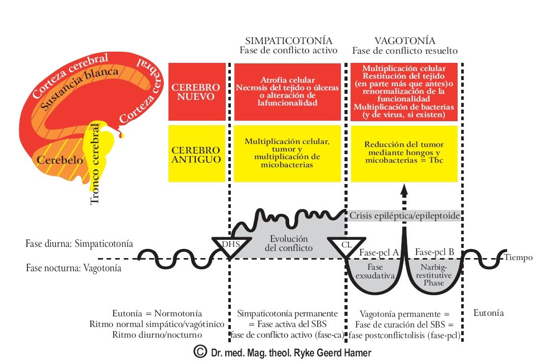 Gráfica de las fases del SBS (Síndrome Biológico Significativo)