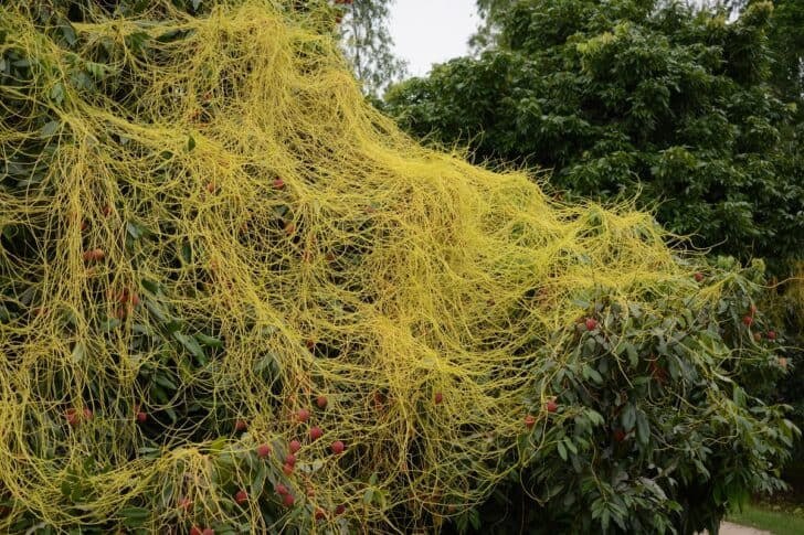 parasitando a un árbol